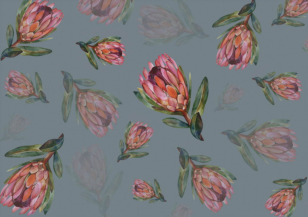 Delicato fiore di protea sullo sfondo blu carta da parati