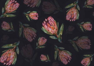 Delicato fiore di protea sullo sfondo scuro carta da parati