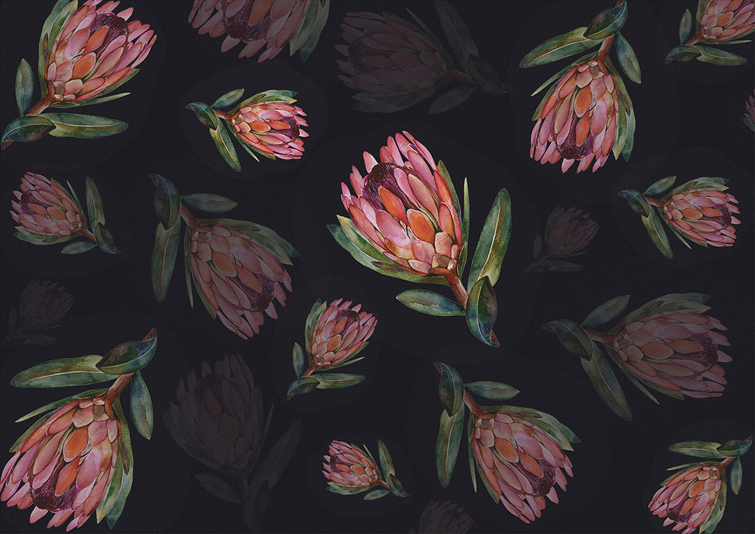 Delicato fiore di protea sullo sfondo scuro carta da parati