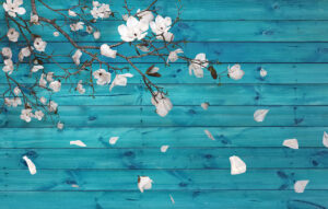 Carta da parati 3D con fiori di ciliegio bianchi su sfondo con legno blu