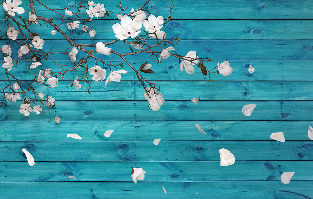 Carta da parati 3D con fiori di ciliegio bianchi su sfondo con legno blu