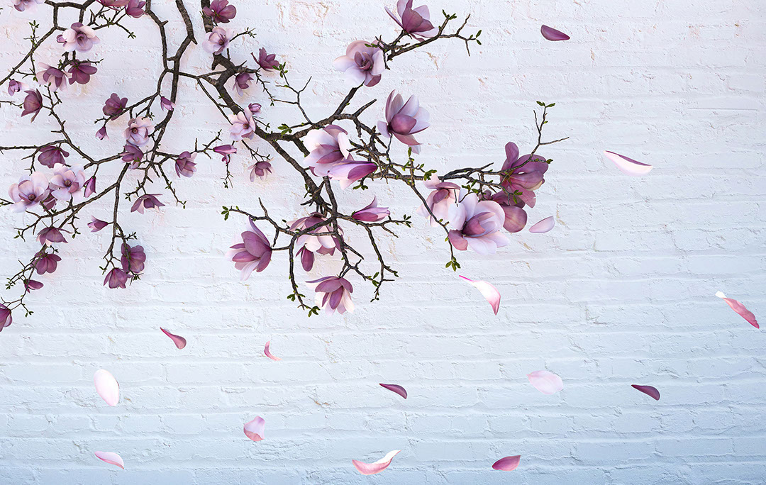 Rami di sakura sullo sfondo di mattoni carta da parati 3D
