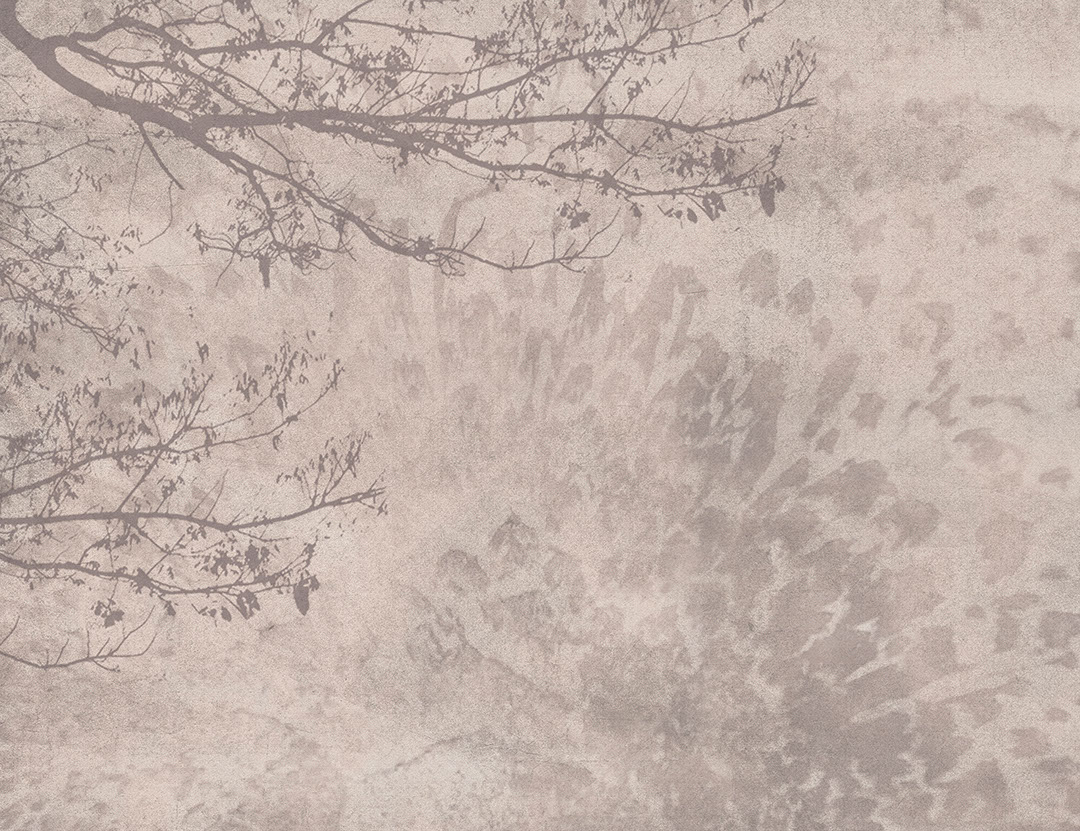 Ombra di un albero sullo sfondo beige testurizzato carta da parati