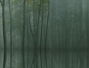Carta da parati misterioso della foresta oscura