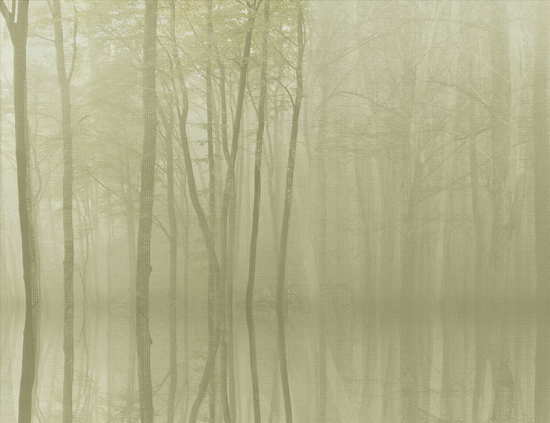 Carta da parati della foresta misteriosa