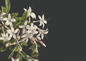 Grande carta da parati con fiori di giglio su sfondo nero