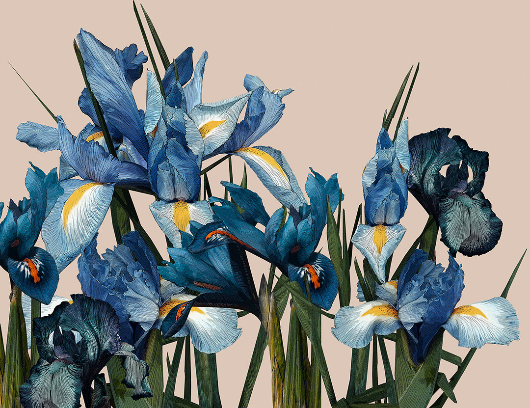 Carta da parati dettagliato con grande fiore di iris sullo sfondo beige
