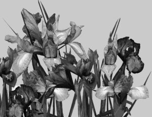 Carta da parati dettagliato di grandi fiori di iris in bianco e nero
