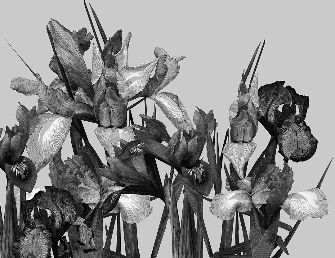 Carta da parati dettagliato di grandi fiori di iris in bianco e nero
