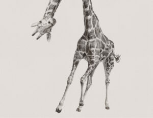 Carta da parati di giraffa dettagliato disegnato a mano in monocromatico