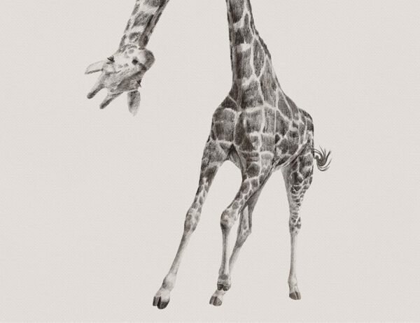 Carta da parati di giraffa dettagliato disegnato a mano in monocromatico