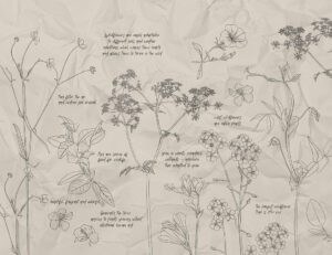 Illustrazioni botaniche di fiori selvatici con iscrizioni carta da parati