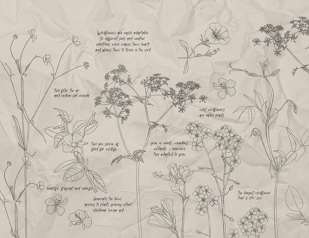 Illustrazioni botaniche di fiori selvatici con iscrizioni carta da parati
