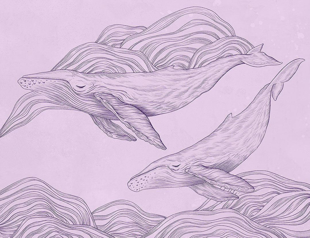 Carta da parati di balene illustrate lineari sullo sfondo viola
