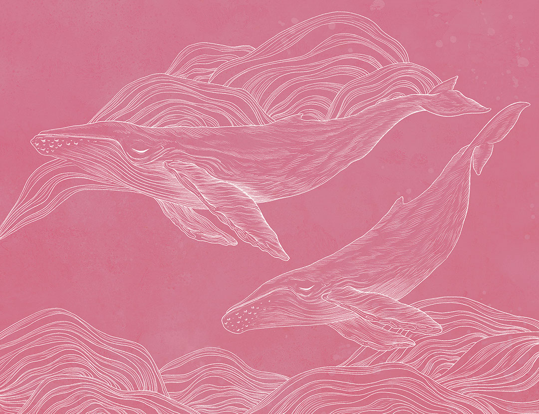 Carta da parati di balene illustrate lineari su sfondo rosa