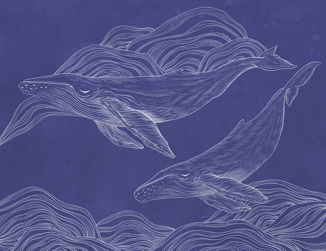 Carta da parati di balene illustrate lineari su sfondo blu scuro