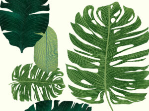 Carta da parati illustrato di foglie tropicali di grandi dimensioni