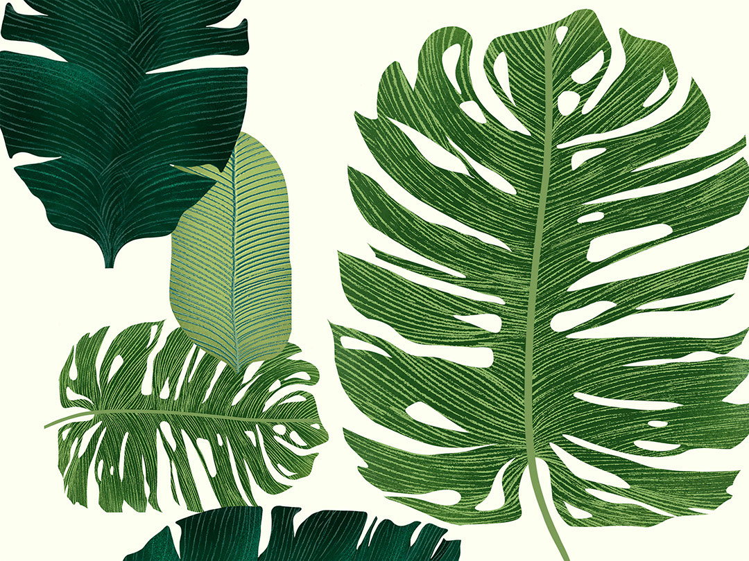 Carta da parati illustrato di foglie tropicali di grandi dimensioni
