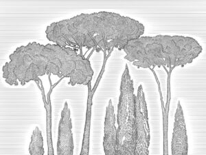 Carta da parati illustrato con cipressi mediterranei neri e pini marittimi