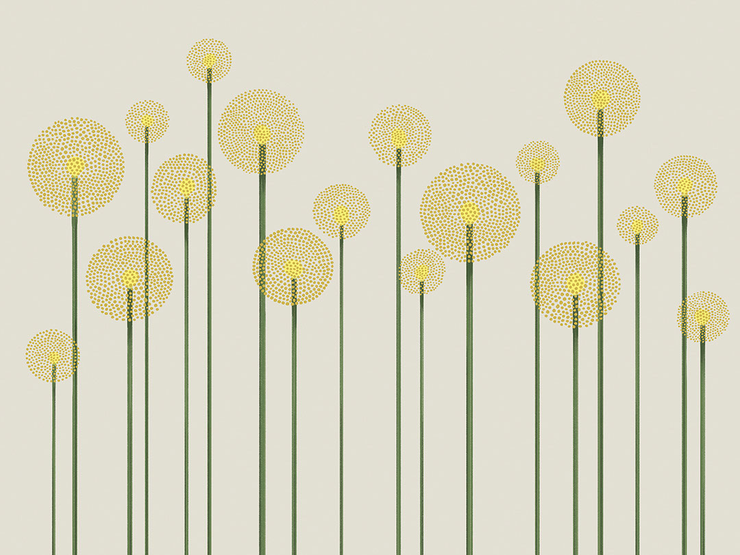 Carta da parati minimalista illustrato con denti di leone gialli